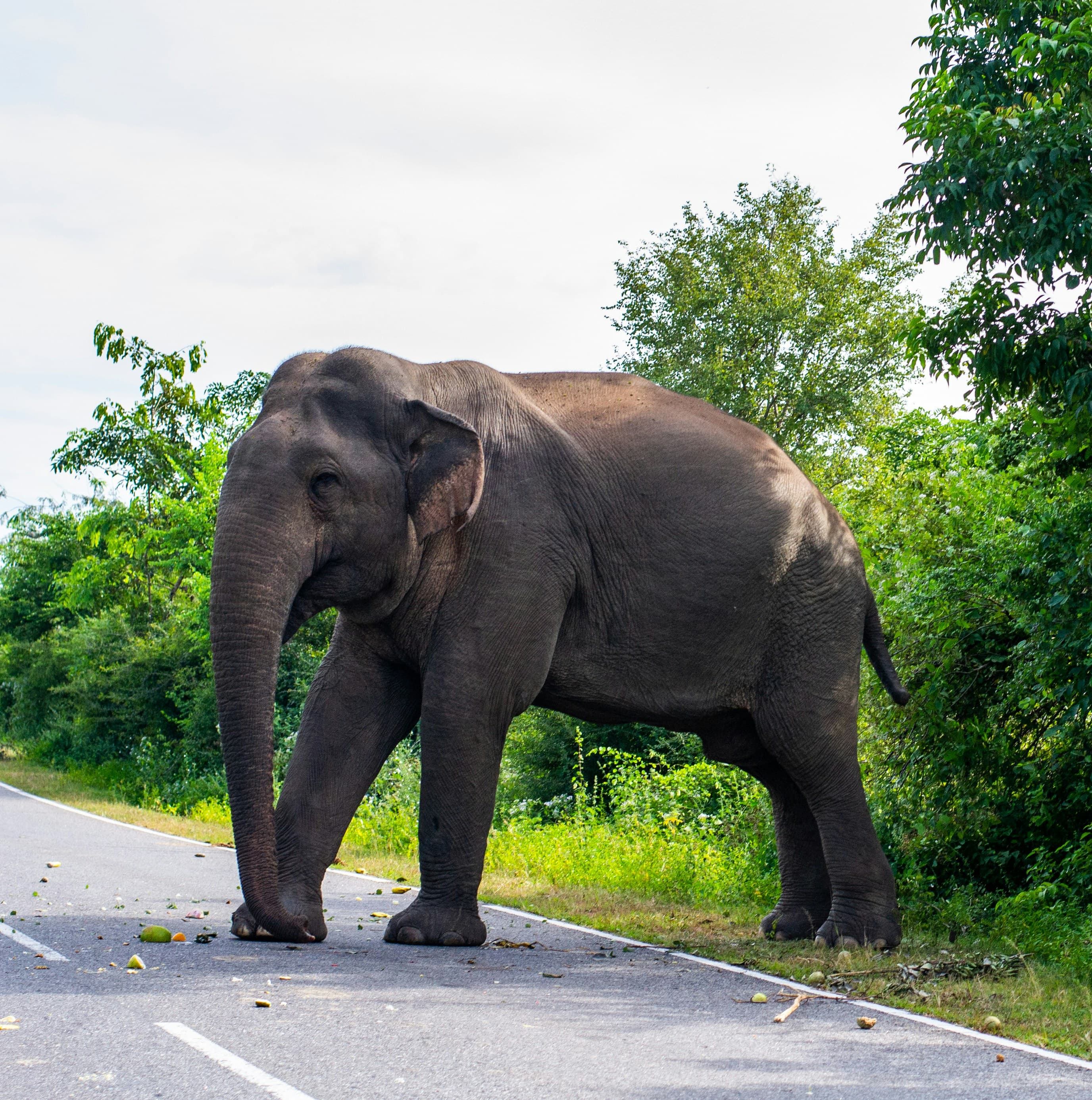elephant sri lanka